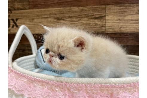 成約済の山梨県のエキゾチックショートヘア-24348の3枚目