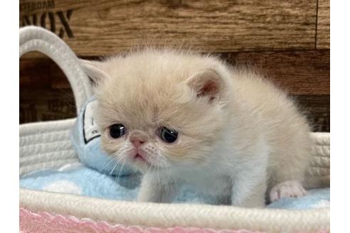 成約済の山梨県のエキゾチックショートヘア-24348の5枚目