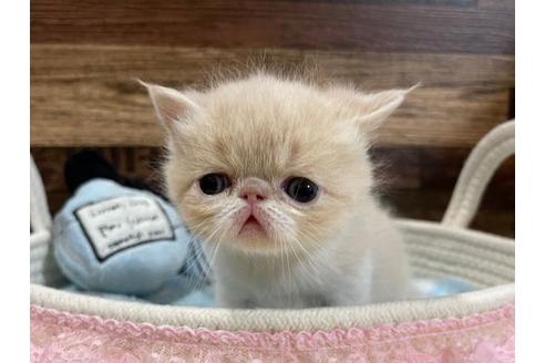 成約済の山梨県のエキゾチックショートヘア-24348の4枚目