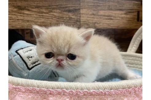 成約済の山梨県のエキゾチックショートヘア-24349の3枚目
