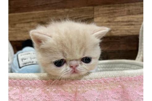 成約済の山梨県のエキゾチックショートヘア-24349の4枚目
