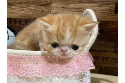 成約済の山梨県のエキゾチックショートヘア-24350の4枚目