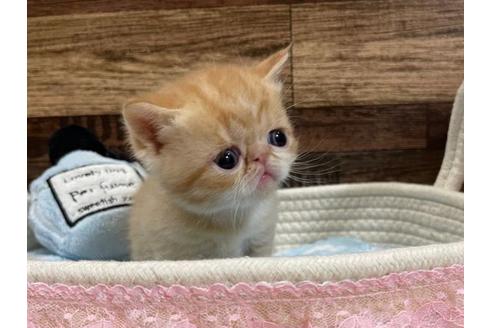 成約済の山梨県のエキゾチックショートヘア-24351の2枚目