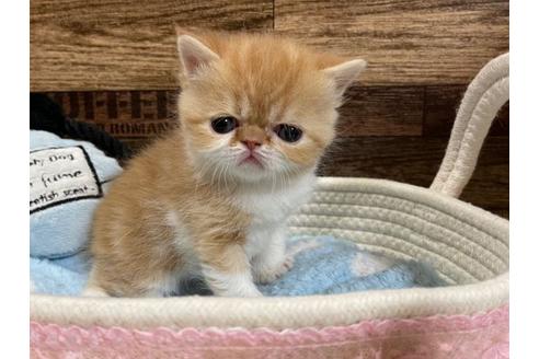 成約済の山梨県のエキゾチックショートヘア-24352の1枚目