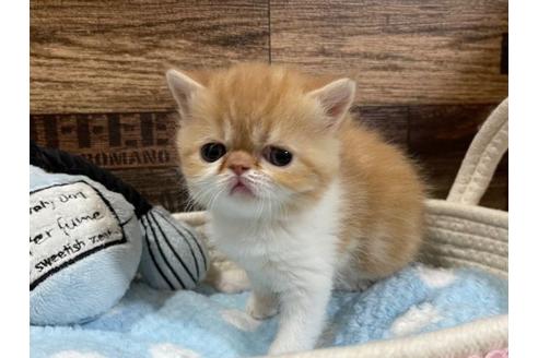 成約済の山梨県のエキゾチックショートヘア-24352の5枚目