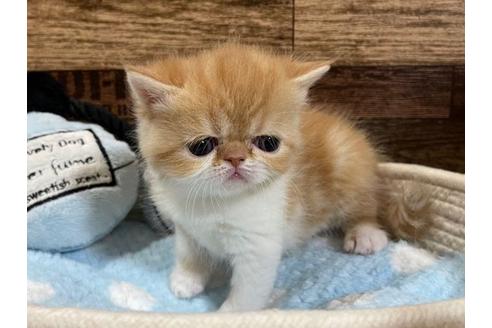 成約済の山梨県のエキゾチックショートヘア-24352の4枚目