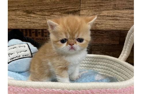 成約済の山梨県のエキゾチックショートヘア-24352の2枚目