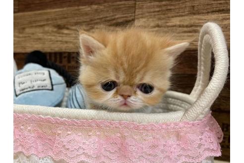 成約済の山梨県のエキゾチックショートヘア-24352の3枚目