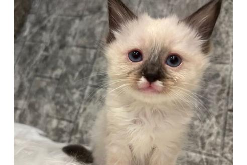 成約済の東京都のラグドール-24459の5枚目