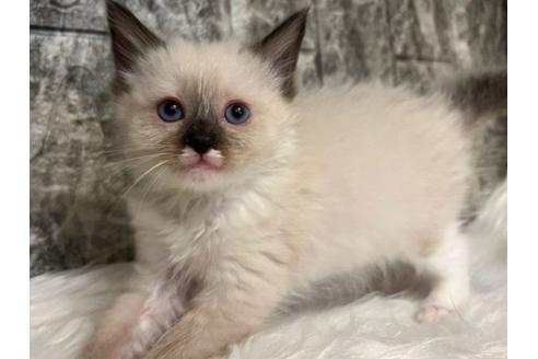 成約済の東京都のラグドール-24459の3枚目