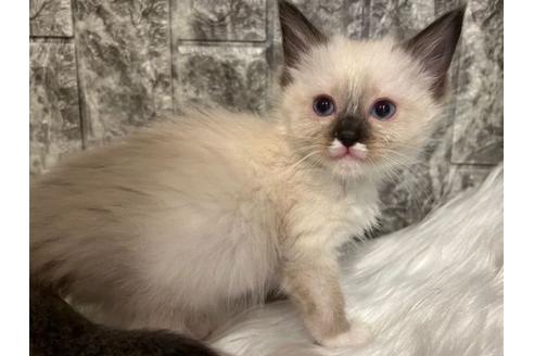 成約済の東京都のラグドール-24459の4枚目