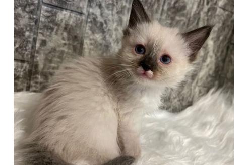 成約済の東京都のラグドール-24459の2枚目