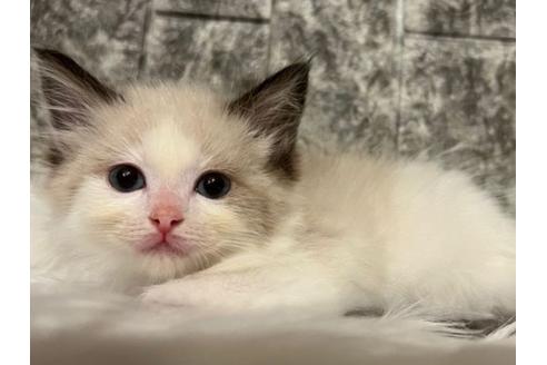 成約済の東京都のラグドール-24460の1枚目