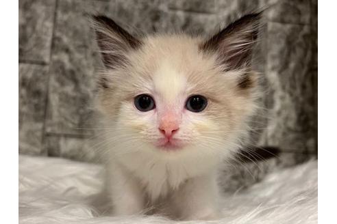 成約済の東京都のラグドール-24460の4枚目