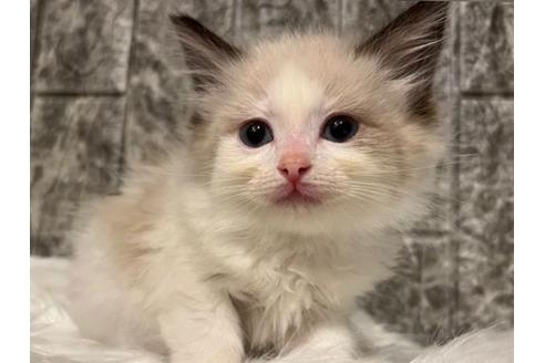 成約済の東京都のラグドール-24460の5枚目