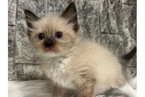 成約済の東京都のラグドール-24462の2枚目