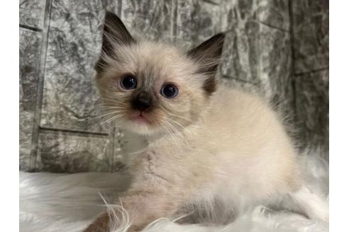 成約済の東京都のラグドール-24462