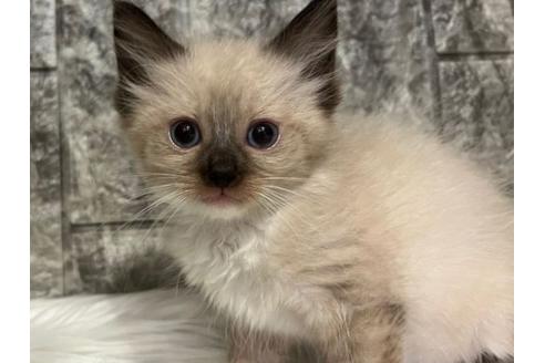 成約済の東京都のラグドール-24462の4枚目