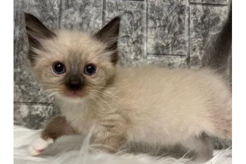 成約済の東京都のラグドール-24462の5枚目