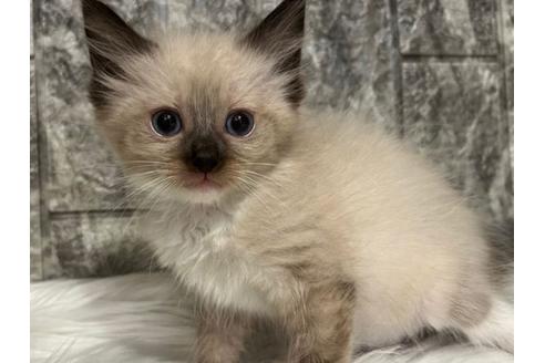 成約済の東京都のラグドール-24462の3枚目