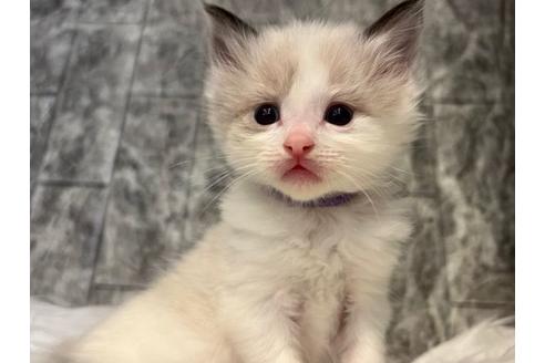 成約済の東京都のラグドール-24463の2枚目