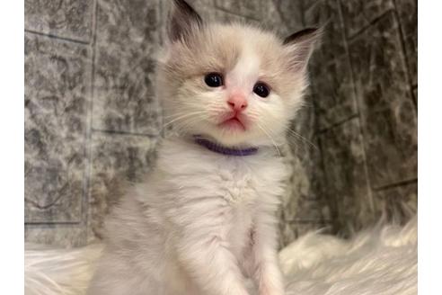 成約済の東京都のラグドール-24463