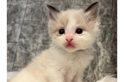 成約済の東京都のラグドール-24463の5枚目