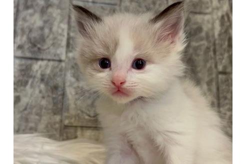 成約済の東京都のラグドール-24463の4枚目