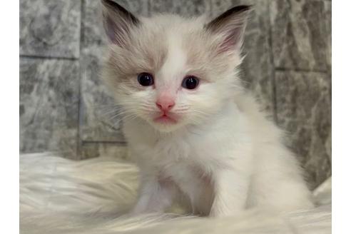 成約済の東京都のラグドール-24463の3枚目