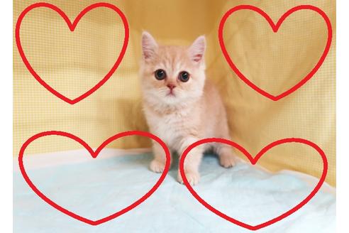 成約済の東京都のミヌエット-24465の1枚目