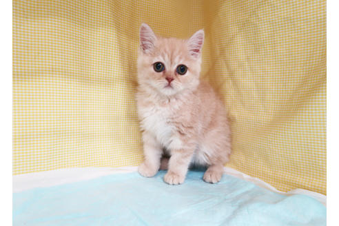 成約済の東京都のミヌエット-24465の2枚目