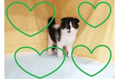 成約済の東京都のスコティッシュフォールド-24469