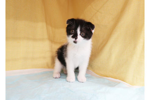 成約済の東京都のスコティッシュフォールド-24469の2枚目