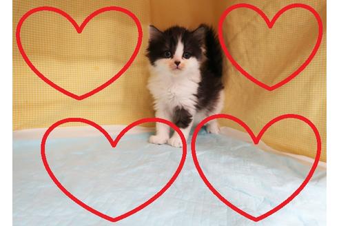 成約済の東京都のスコティッシュフォールド-24470