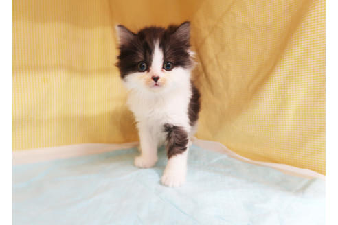 成約済の東京都のスコティッシュフォールド-24470の2枚目