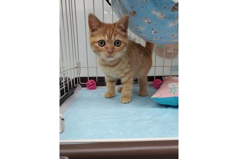 成約済の東京都のマンチカン-23145の1枚目