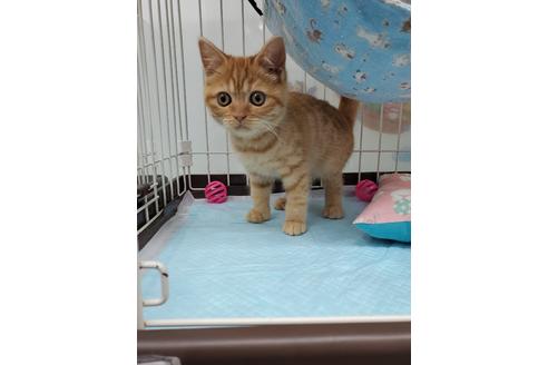 成約済の東京都のマンチカン-23145の2枚目