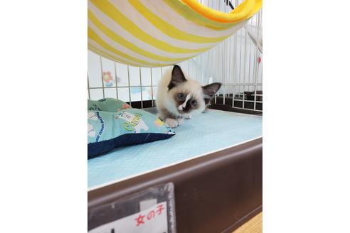 成約済の東京都のラグドール-23144の1枚目