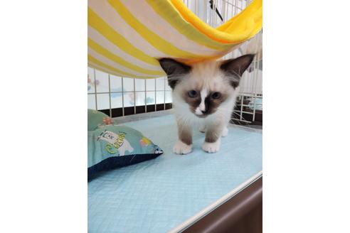 成約済の東京都のラグドール-23144の3枚目