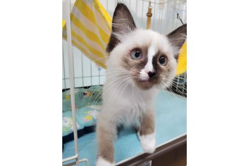 成約済の東京都のラグドール-23144の2枚目