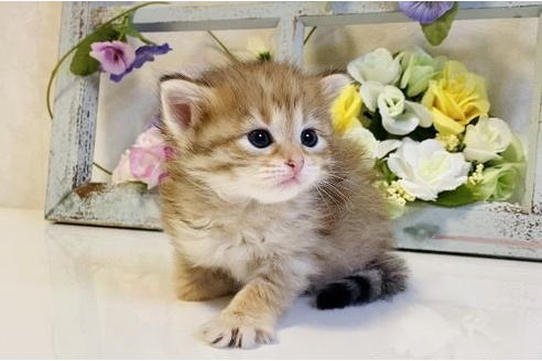 成約済の大阪府のサイベリアン-24545の6枚目