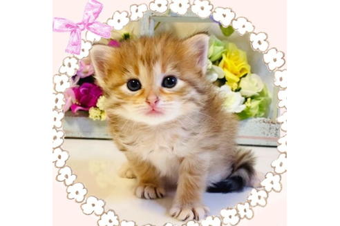 成約済の大阪府のサイベリアン-24545の8枚目