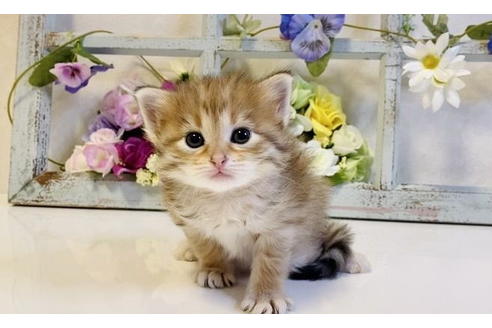 成約済の大阪府のサイベリアン-24545の7枚目