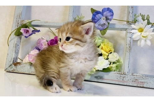 成約済の大阪府のサイベリアン-24545の10枚目