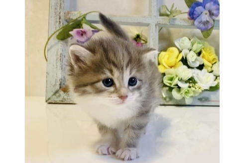 成約済の大阪府のサイベリアン-24544の5枚目