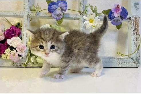 成約済の大阪府のサイベリアン-24544の6枚目