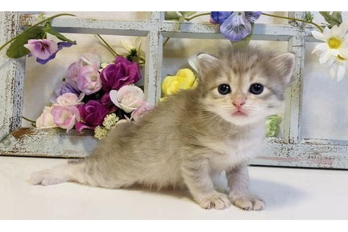 成約済の大阪府のサイベリアン-24543の7枚目