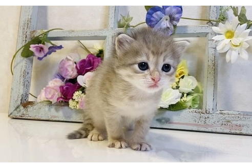 成約済の大阪府のサイベリアン-24543の8枚目