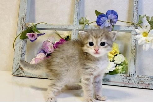 成約済の大阪府のサイベリアン-24543の9枚目