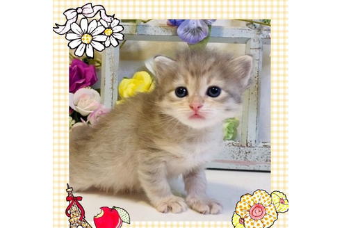 成約済の大阪府のサイベリアン-24543の6枚目